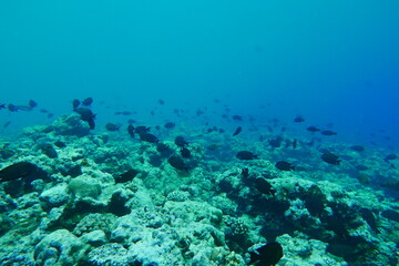 Scuba diving with Manta ray in Yap, Micronesia（Federated States of Micronesia）