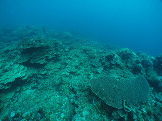 Scuba diving with Manta ray in Yap, Micronesia（Federated States of Micronesia）