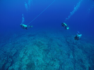Scuba diving with Manta ray in Yap, Micronesia（Federated States of Micronesia）