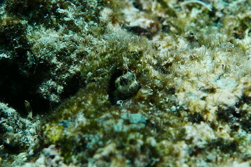 Scuba diving with Manta ray in Yap, Micronesia（Federated States of Micronesia）