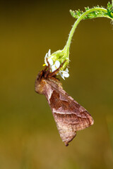 A sorrel rootworm butterfly at a flower