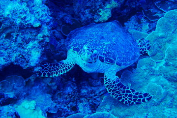 Scuba diving with Manta ray in Yap, Micronesia（Federated States of Micronesia）
