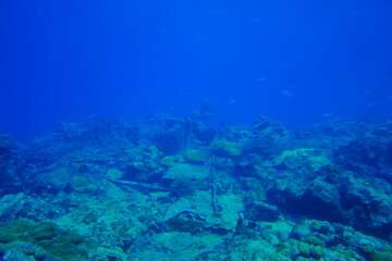 Fototapeta na wymiar Scuba diving with Manta ray in Yap, Micronesia（Federated States of Micronesia）
