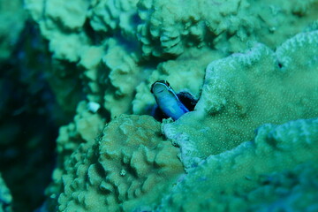 Scuba diving with Manta ray in Yap, Micronesia（Federated States of Micronesia）