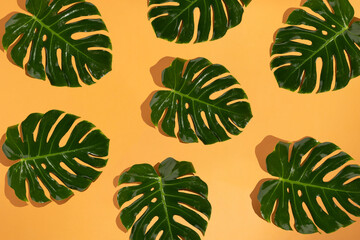 Pattern tropical leaves philodendron monstera on yellow background. Flat lay, top view