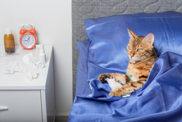 A cat with a thermometer is sick with a cold, flu, fever in bed.