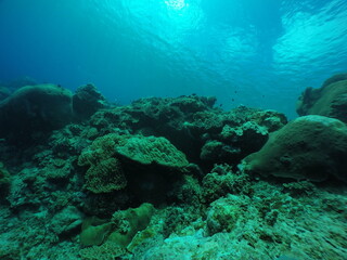 Naklejka na ściany i meble Scuba diving with Manta ray in Yap, Micronesia（Federated States of Micronesia）