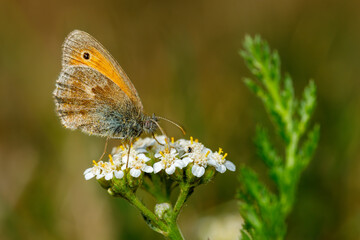 Obraz premium A little oxeye butterfly on a flower
