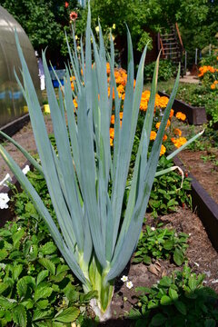 A green bush of perennial onion - batun (Latin Allium fistulosum) on a bed with other plants in the garden. Fresh greenery in the garden all summer