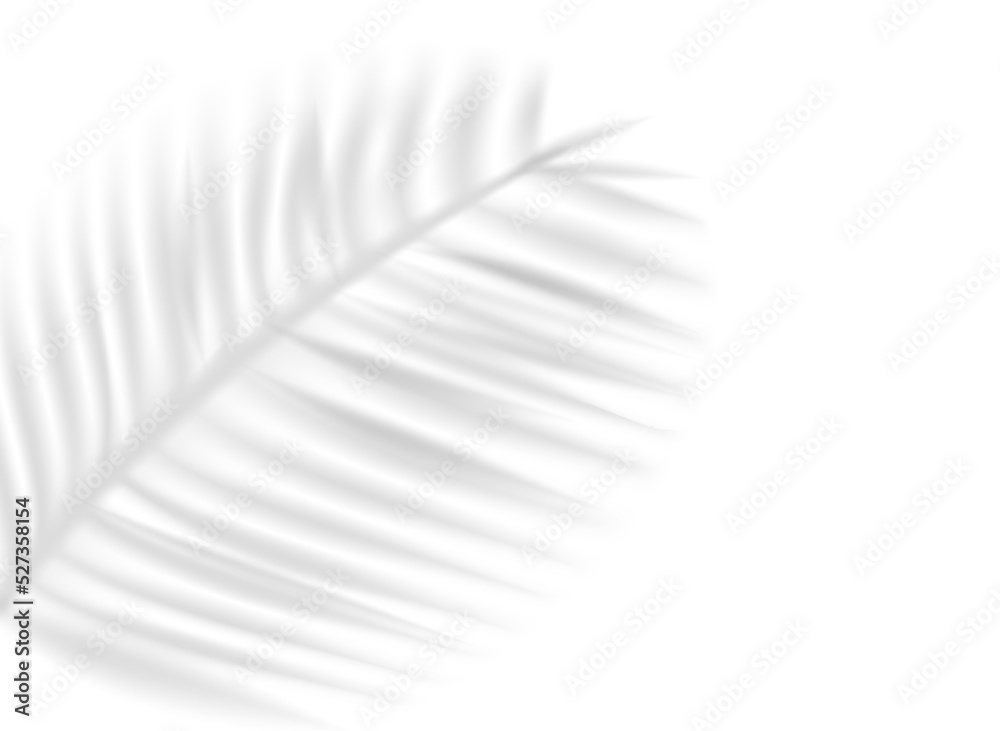 Poster palm leaf shadow overlay effect on transparent background