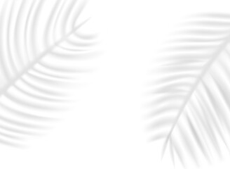 Palm leaf shadow overlay effect on transparent background