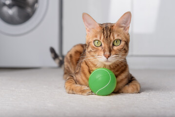 Fototapeta na wymiar Bengal cat plays with a ball on the floor.