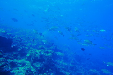 Scuba diving with Manta ray in Yap, Micronesia（Federated States of Micronesia）