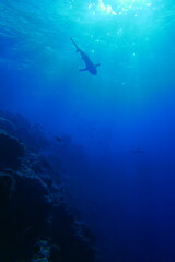 Fototapeta premium Scuba diving with Manta ray in Yap, Micronesia（Federated States of Micronesia）