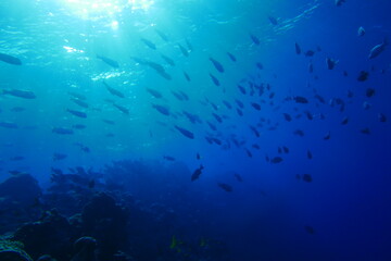 Fototapeta premium Scuba diving with Manta ray in Yap, Micronesia（Federated States of Micronesia）
