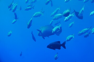 Scuba diving with Manta ray in Yap, Micronesia（Federated States of Micronesia）