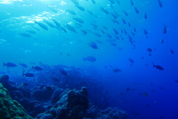 Naklejka na ściany i meble Scuba diving with Manta ray in Yap, Micronesia（Federated States of Micronesia）