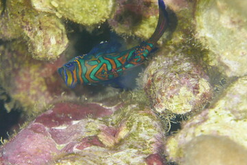 Tropical aquarium Mandarin fish, Synchiropus splendidus Scuba diving in Yap, Federated States of Micronesia
