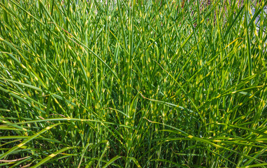 Green grass collection. Garden with a Grass in sunny summer day.