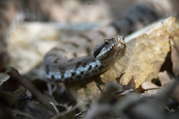 Vipera Aspis