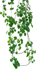 Vine plant, green leaves © Ammak