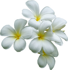 Fototapeta na wymiar White frangipani flowers