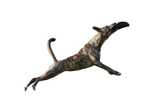 Perro en salto recuperando un frisbee