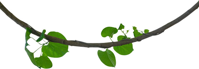 Vine plant, green leaves