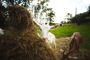 Saanan and alpine goats on a small farm in Ontario, Canada.