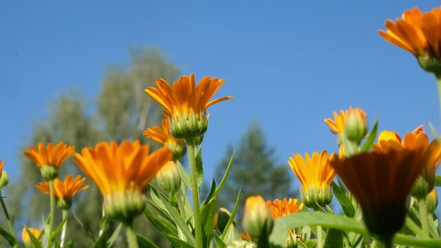 Orange Flower Of Calendula Marigold Officinalis. Medicinal Plant.