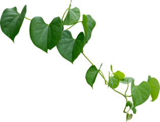 Vine plant, green leaves