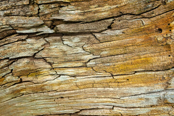 Texture, wood close-up. Longitudinal cracks in the interior of the tree
