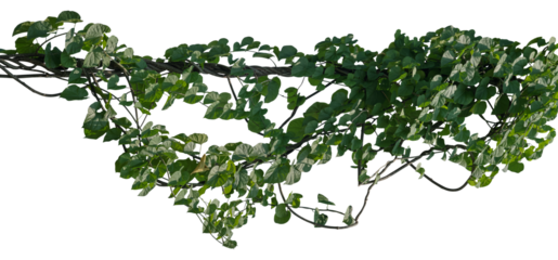 vine plant