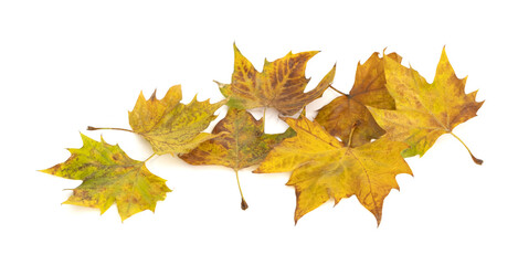 Feuilles mortes de platane	
