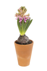 Jacinthe rose en pot en début de floraison