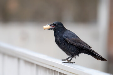 Die Korkenzieher Rabenkrähe (Corvus corone)