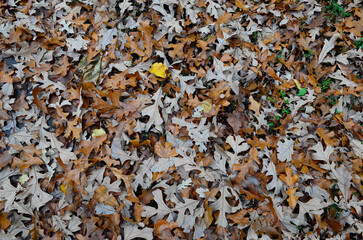 Fallen oak leaves