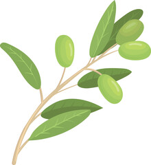 Green olives on branch with leaves. Oil plant twig