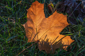 Yellow maple leaf on green grass.