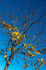 Autumn tree with sky background. Vertical photo.