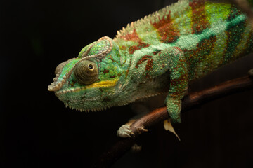 chameleon
