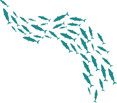 Fish schooling curve. Underwater life. Marine ecosystem