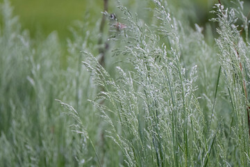 Wild Grass