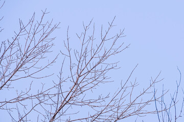 Tree Branch