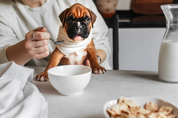 a female pet owner holds a small funny german boxer puppy in her arms during her breakfast and...