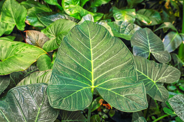 Leaves green pattern, abstract tropical green background. Exotic plant