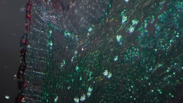 Microscopic view of xylophyta dicotyledon stem in transversal cut illuminated by cross light 400x. Biological study of plant magnified in many times by special scientific device. Cells and chloroplast