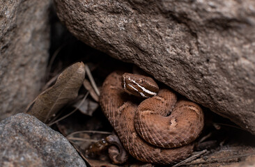 Arizona ridge-nose rattlesnake 