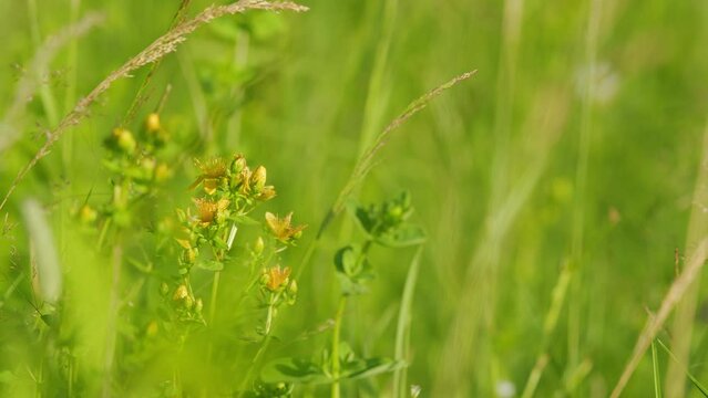St. John gave plant to protect from diseases or witchcraft. Yellow flowers of the st john s wort or hypericum perforatum.