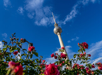 Berliner Fernsehturm mit Rosen vor einem blauen Sommerhimmel